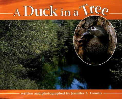 A duck in a tree 