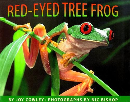 Red-eyed tree frog 