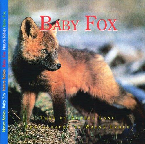 Baby fox 