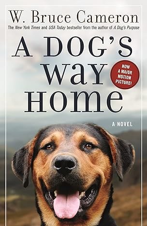 A dog's way home 
