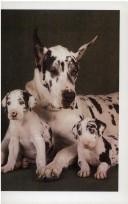 Great Danes  Cover Image