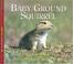 Go to record Baby ground squirrel